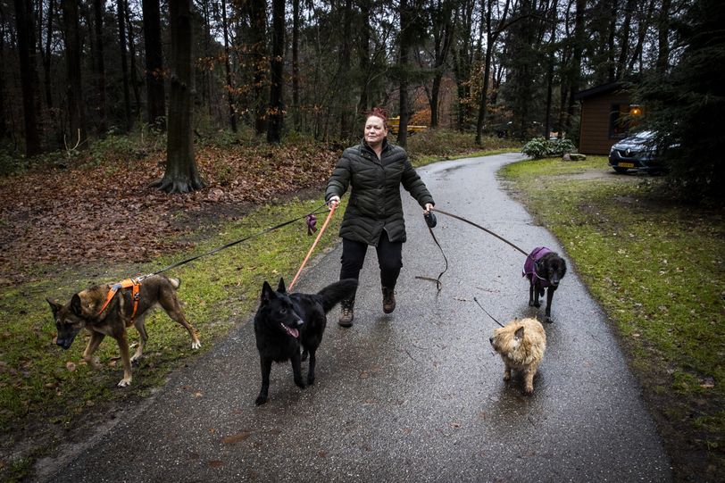 Strengere regels voor hondenbezitters in het bos: 'Honden verstoren de natuur'