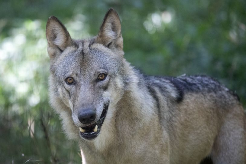 Waar blijft het landelijke beleid voor de wolf? 'Het is al veel te laat'